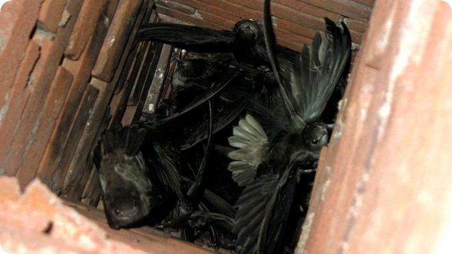 Роль птичьих гнезд в формировании проблем с дымоходами